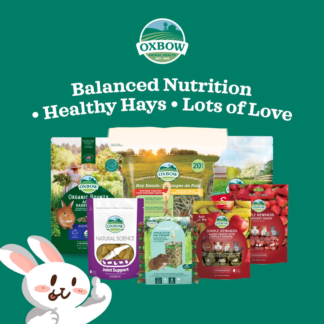 Oxbow Critical Care Carnivore | Recovery Food for Meat-Eating Small Pets