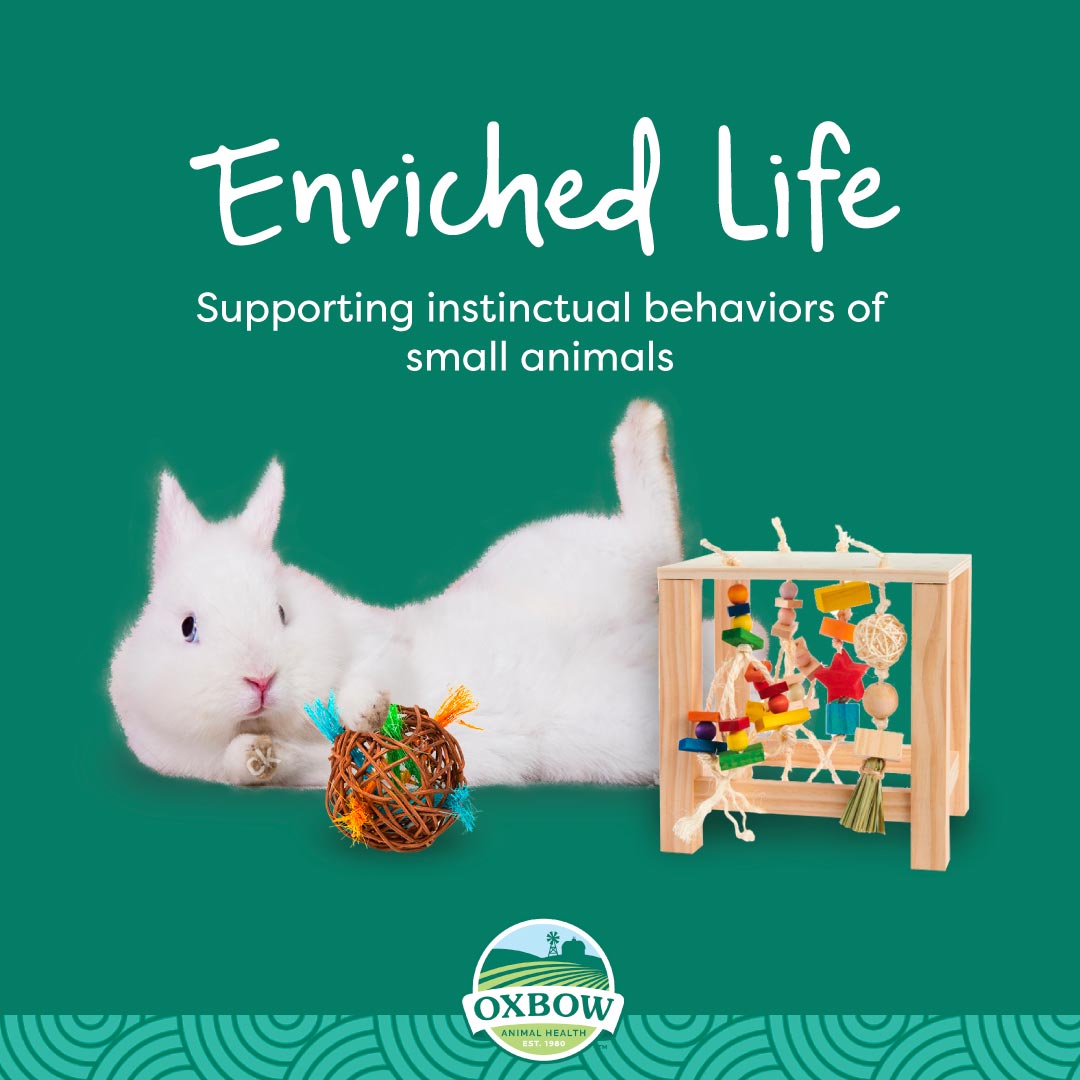 Oxbow Enriched Life Play Table for Small Pets