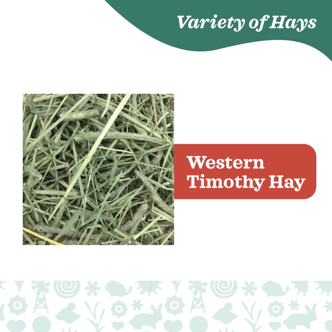 Oxbow Western Timothy Hay for Small Animals