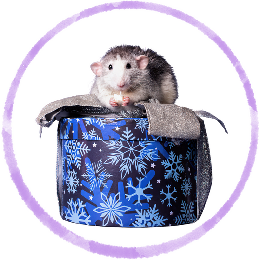 The Ultimate Beginner’s Guide to Caring for Pet Rats