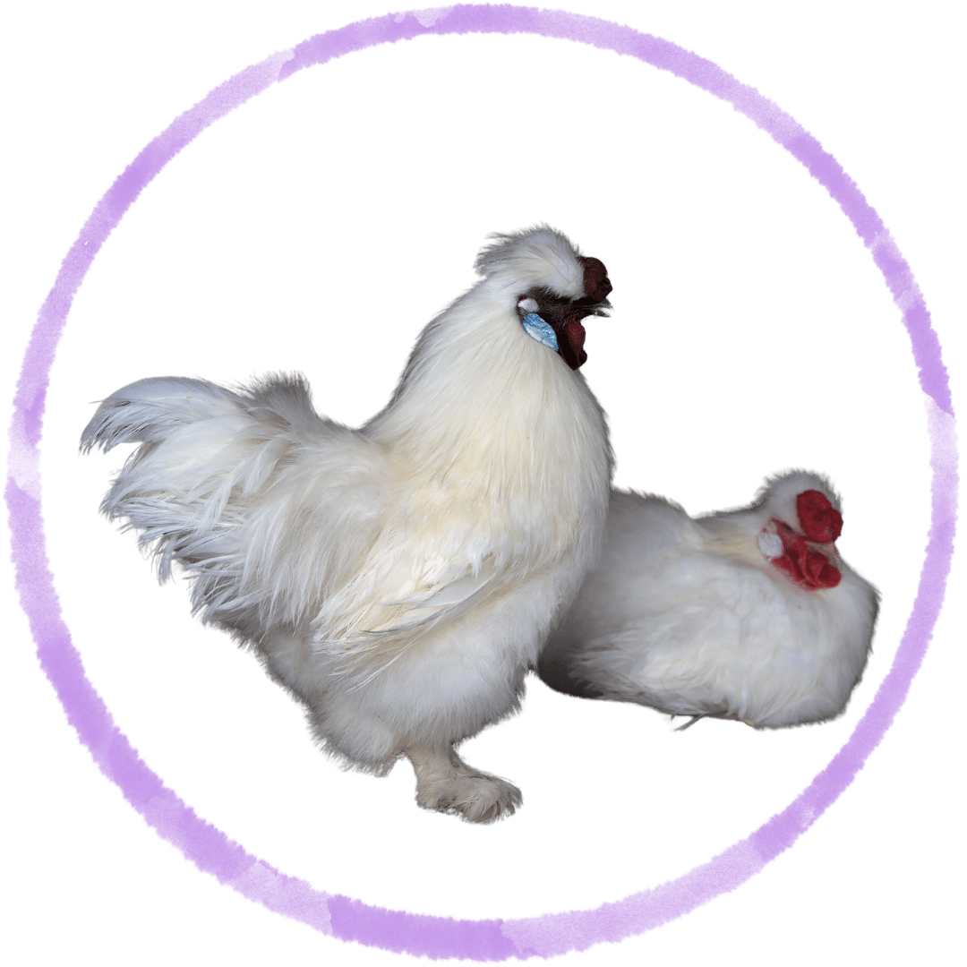 Chicken/Duck Food