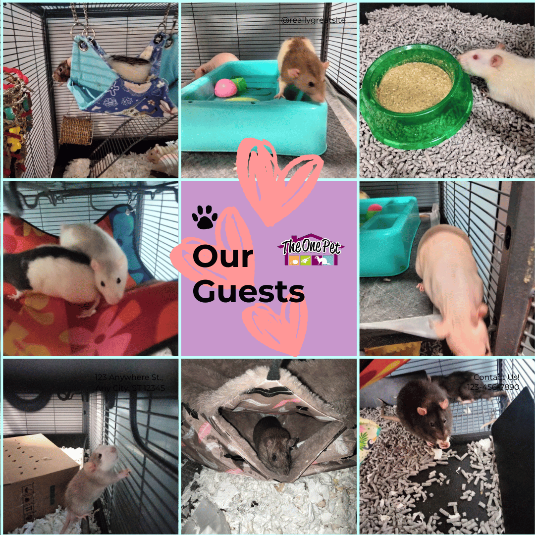 Rat Care Services