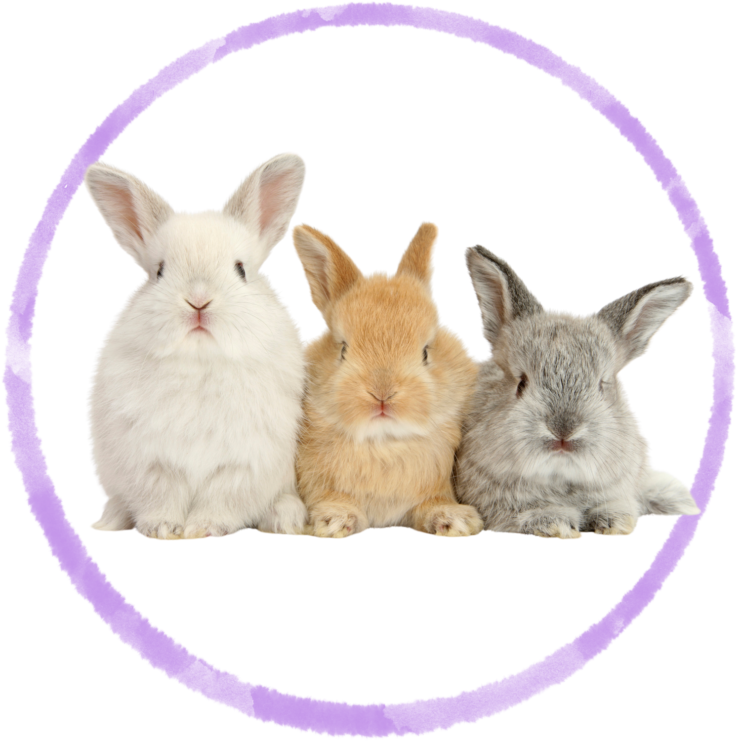 Rabbit Food