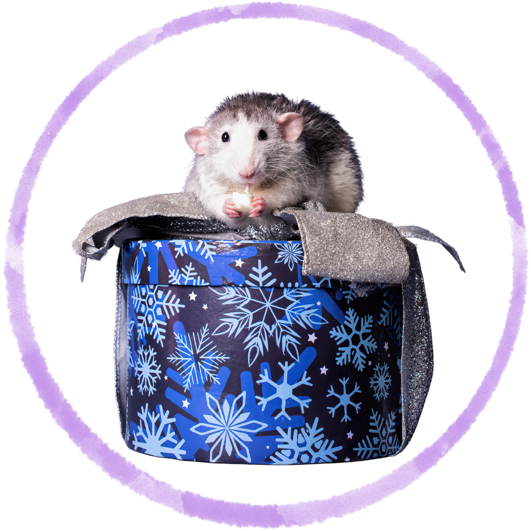 Rat