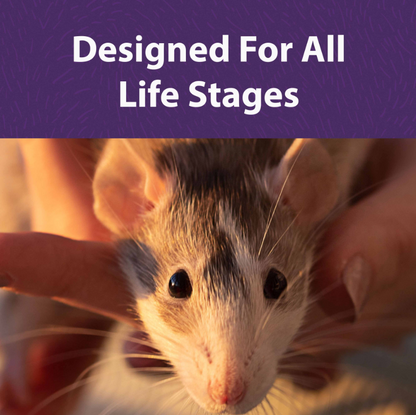 Mazuri Rat & Mouse Diet – Complete Nutrition for Rodents Lab Block